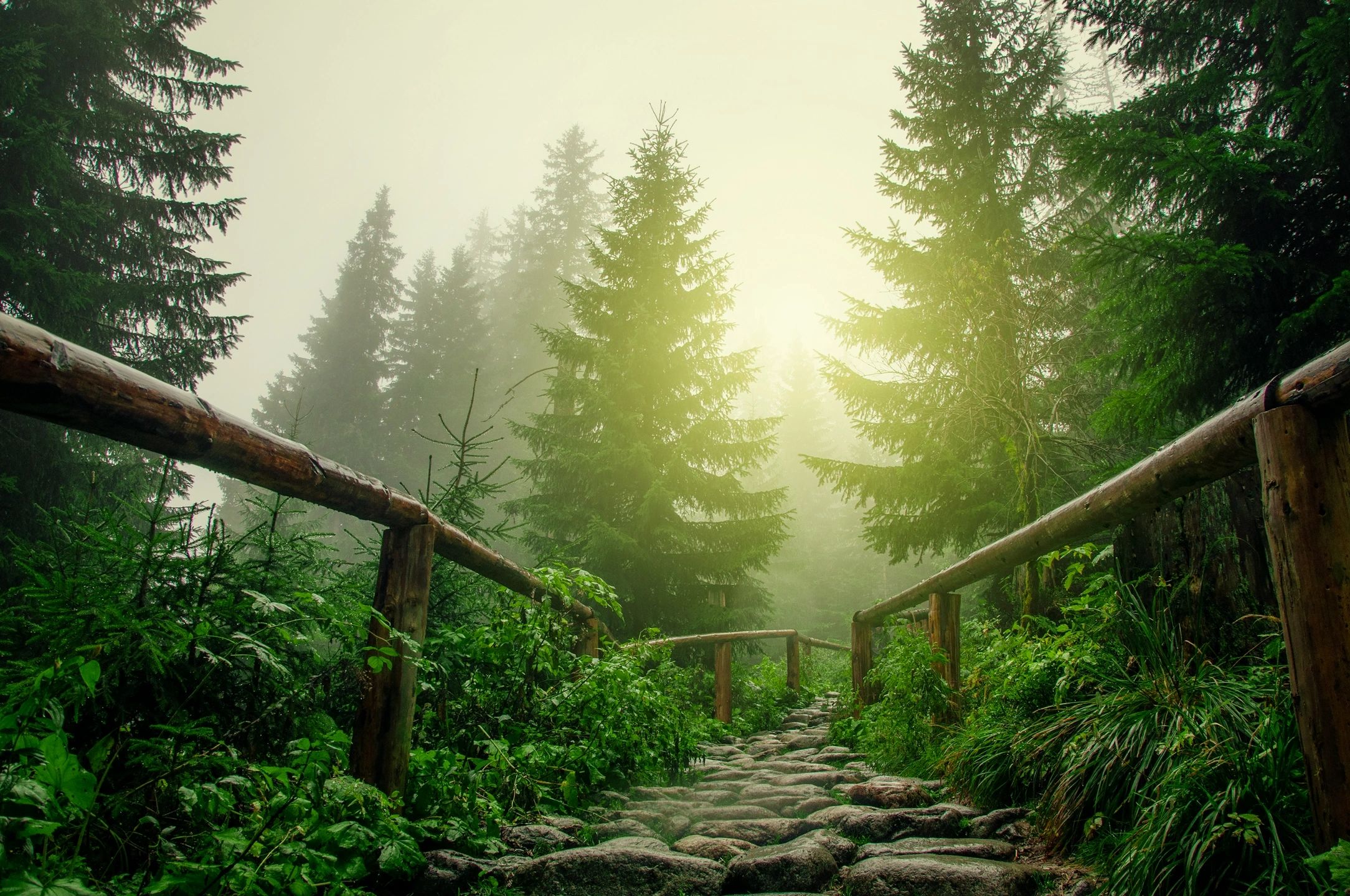 Misty forest trail with golden light